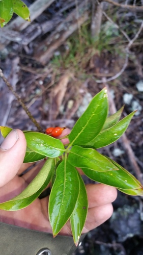 Coprosma rhynchocarpa