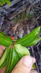 Coprosma rhynchocarpa