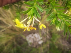 Lasiosiphon triplinervis