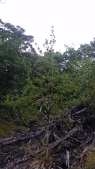 Coprosma rhynchocarpa