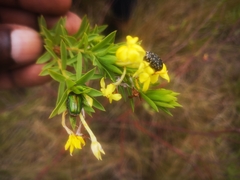 Lasiosiphon triplinervis