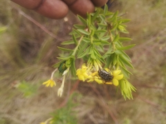 Lasiosiphon triplinervis