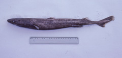 Smooth Lanternshark photo 3