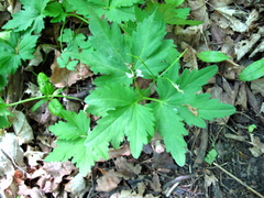 Cardamine maxima