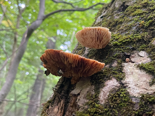 Protodaedalea foliacea