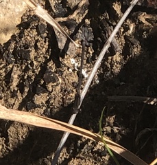 Argia immunda