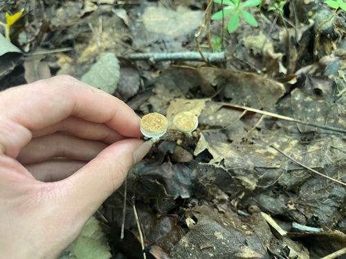Asterophora lycoperdoides