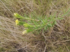 Lasiosiphon triplinervis