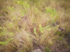 Lasiosiphon triplinervis