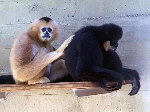 Southern White-cheeked Gibbon (Nomascus siki) — Critically Endangered Mammalia