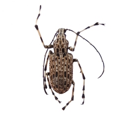 Megax schoenherri