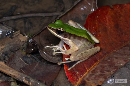 Odorrana livida observed 2025-08-28