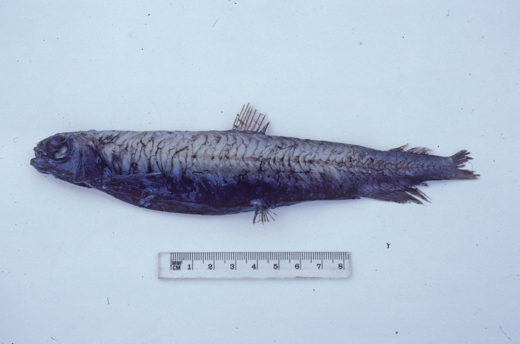 Bigscale Deepsea Smelt