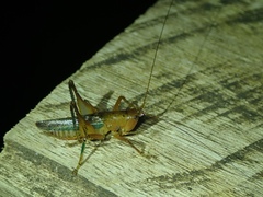 Eschatoceras bipunctatus