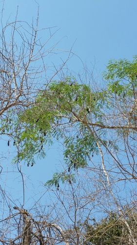 Cordyla madagascariensis image