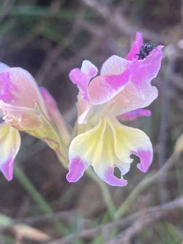 Purple Kalkoentjie (Gladiolus venustus)