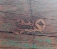 Centruroides infamatus