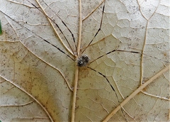 Leptobunus parvulus