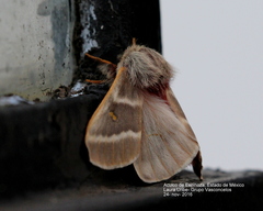 Hemileuca rubridorsa
