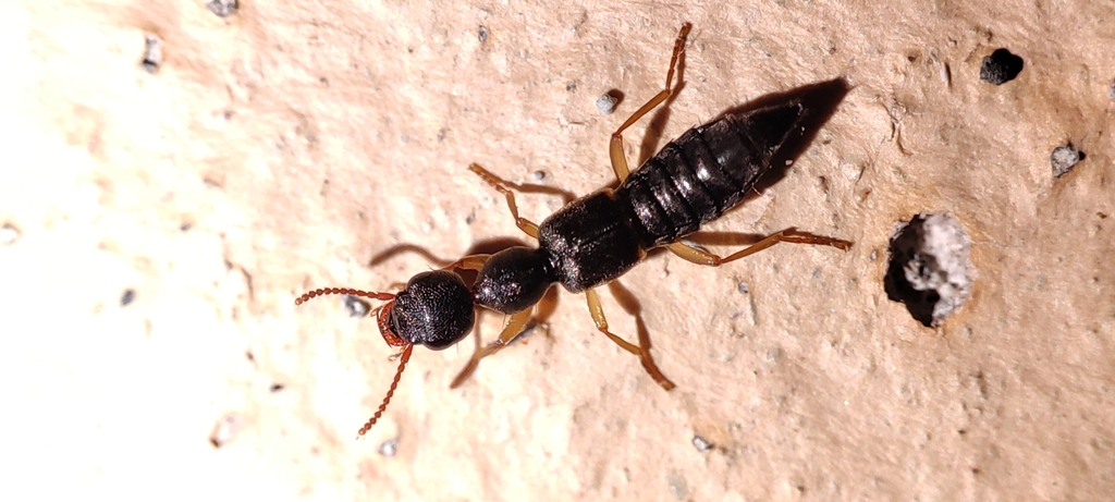 Rugilus similis