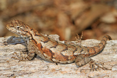 Eastern Fence Lizard photo 4