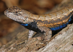 Eastern Fence Lizard photo 2