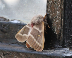 Hemileuca rubridorsa
