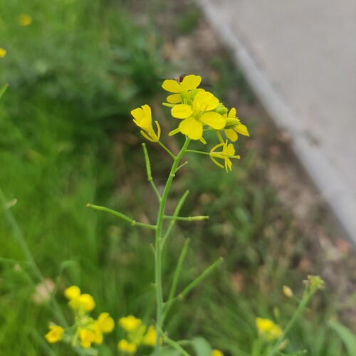 brown mustard (Brassica juncea)