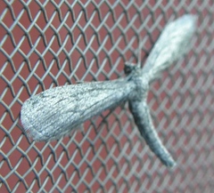 Glaucina erroraria
