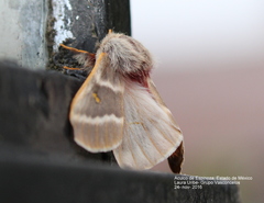 Hemileuca rubridorsa