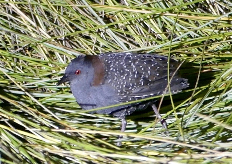 Black Rail