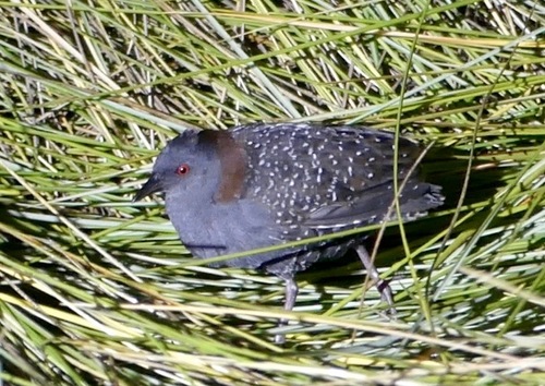 Black Rail