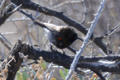 Cinnyris fuscus fuscus