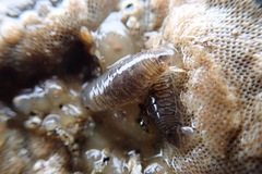 Cirolana harfordi