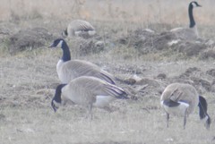 Branta canadensis moffitti
