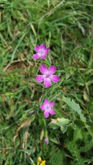 Dianthus guttatus