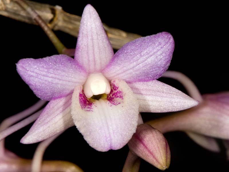 Dendrobium calicopis Ridl.
