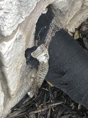 Pantherophis obsoletus