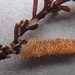 Flustrellidra spinifera - Photo (c) abbyt,  זכויות יוצרים חלקיות (CC BY-NC), uploaded by abbyt