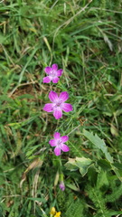 Dianthus guttatus