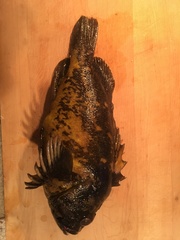 Sebastes chrysomelas