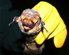 Lasiurus cinereus cinereus