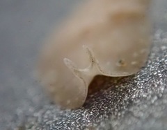 Pseudoceros canadensis