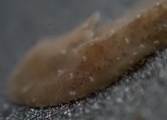 Pseudoceros canadensis