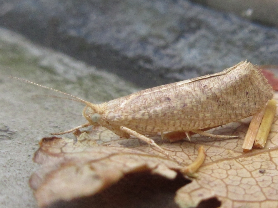Ypsolopha parallela