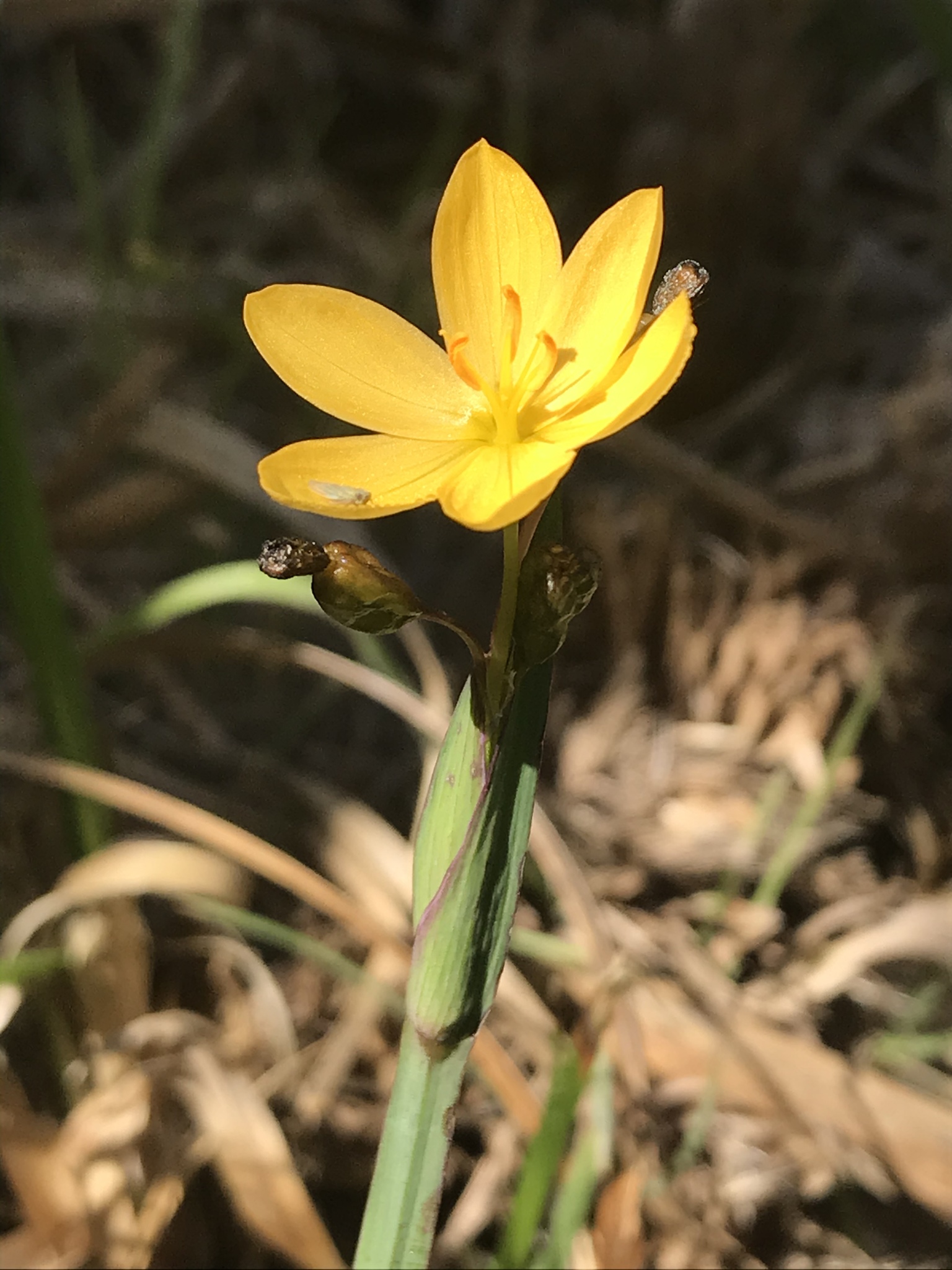 Sisyrinchium californicum
