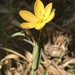 Golden-eyed Grass - Photo (c) Lisette Arellano, some rights reserved (CC BY-NC-SA), uploaded by Lisette Arellano