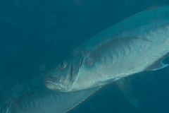 Craterognathus plagiotaenia