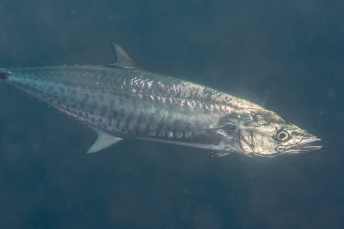 Narrow-banded Spanish Mackerel