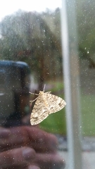 Pseudocoremia indistincta